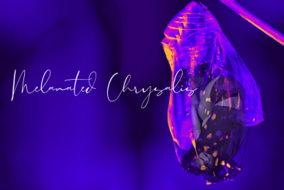 RESCHEDULED: Melanated Chrysalis: Dance MFA thesis event